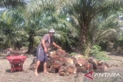 Harga sawit di Abdya anjlok terus hingga Rp800 per kilogram