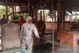 BPBD: Penyakit mulut dan kuku di Jatim terkendali