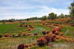 Dinas Pariwisata Mukomuko kembangkan tiga lokasi agrowisata