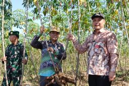 Wali Kota Aditya panen ubi produksi RT Mandiri