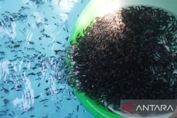 KKP genjot produksi ikan kakap di Aceh