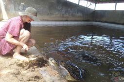 Melihat konservasi penyu di Tanjung Benoa