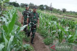 Kodam Iskandar Muda garap 3.000 Hektare lahan Jagung di Aceh