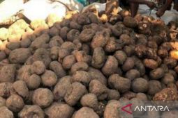 Petani porang Kabupaten Balangan keluhkan harga yang murah