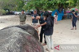 Satpol PP Belitung amankan pelaku vandalisme