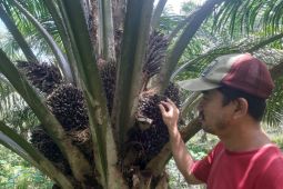 Dana bagi hasil sawit untungkan daerah penghasil