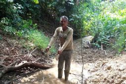 Ribuan ikan di Aceh Timur mati mendadak