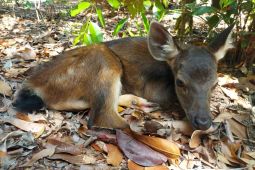 Populasi Rusa Sambar di Penangkaran PT Timah Tbk Bertambah, Anak ke Tiga Rusa Sambar Lahir