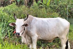 Puluhan ekor ternak sapi di Lampung Barat terjangkit penyakit LSD