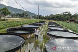 Kemendes sebut kemajuan desa di Indonesia alami akselerasi
