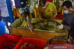 BKIPM Ambon: Volume  ekspor komoditas perikanan Maluku capai 3.803 ton