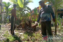 Gajah liar masuk pemukiman, warga Aceh Jaya mulai takut pulang ke rumah