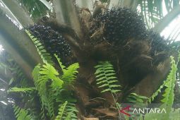 Harga TBS sawit Kaltim turun jadi  Rp2.298 per kg