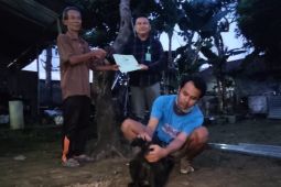 Warga sukarela serahkan lutung dewasa ke BKSDA Kediri
