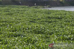 Pembersihan eceng gondok di sungai Cimanuk
