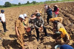 Pemkot Banjarbaru dukung pengembangan jagung pipil di Sungai Ulin