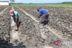 Animo petani tanam tembakau di Kabupaten Ngawi meningkat