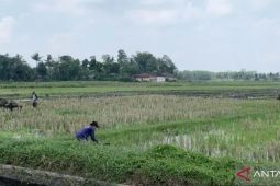 Pengamat puji Kementan siapkan sejumlah program antisipasi El Nino