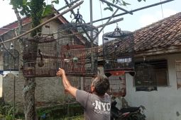 Bisnis penangkar burung murai di Lebak tumbuhkan ekonomi warga