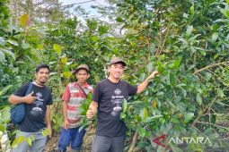 Petani Sendoyan canangkan Gerakan Tanam Kopi Liberika