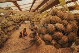 Harga pinang anjlok