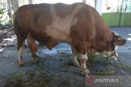 Presiden Jokowi berikan 38 ekor sapi untuk Idul Adha 1444 Hijriah