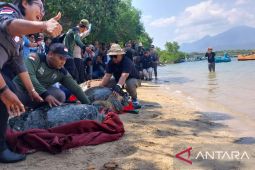 BKSDA berharap aturan adat di Bali bisa cegah upaya penyelundupan penyu