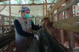 Mencegah PMK, kesehatan ternak rutin diperiksa