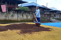 Panen raya kopi di Tanggamus Lampung hanya hasilkan 700 kg/hektare