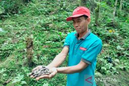 Petani Rejang Lebong Bengkulu pasarkan bibit aren melalui media sosial ke berbagai daerah