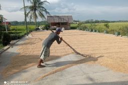 Harga gabah kering di Kabupaten Lebak tembus Rp5.700/kg