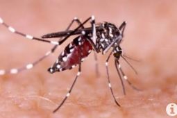 Pemkab Tanggamus berantas sarang nyamuk cegah penyebaran DBD