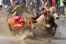 Karapan sapi brujul