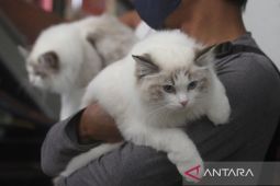 8 Cara Menghilangkan Bulu Kucing di Baju yang Efektif