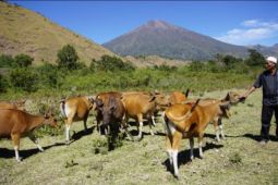 Berkurban melalui Dompet Dhuafa hanya Rp1 jutaan