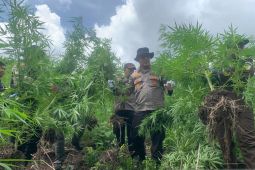 Polresta musnahkan 450 batang pohon ganja siap panen di pegunungan Aceh Besar