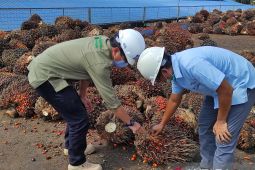 Disbunnak Kalbar ajak pemda manfaatkan program untuk petani sawit