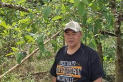 Petani dan pengusaha butuh aturan produksi kratom untuk ekspor