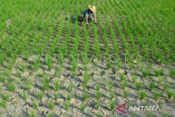 BMKG: Sebanyak 55 persen daerah Bali alami puncak kemarau Juni 2023