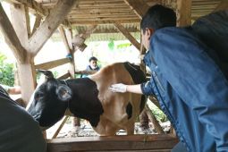 Pemkab Garut pastikan kebutuhan hewan kurban untuk Idul Adha aman
