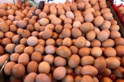 Harga telur dan daging ayam ras di Pontianak stabil