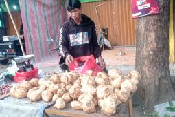Distan Kabupaten Lebak sebut palawija jadi andalan ekonomi petani