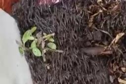 Jutaan udang laut masuk permukiman warga Gorontalo Utara