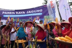 Pupuk Kaltim panen jagung Agrosolution di Banyumas tingkatkan produktivitas pangan