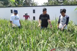 Kisah sukses warga tanam padi di pekarangan rumah