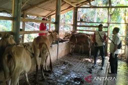 Dinas Peternakan Cianjur tangani ratusan ekor sapi tertular LSD