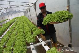 Pertanian sayur selada hidroponik