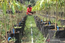 Penerapan smart farming di Jombang