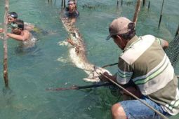 Warga Gorontalo Utara selamatkan buaya terkurung di sero