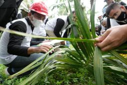 520 petani Indonesia menuju sertifikasi RSPO melalui Program Sawit Terampil